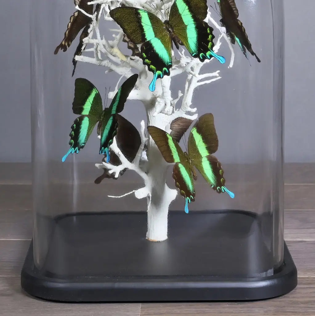 GLOBO DI VETRO QUADRATO CON FARFALLE NATURALIA