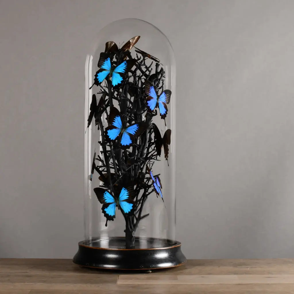 GLOBO  DI VETRO FARFALLE NATURALIA ULISSE BLUE XXL