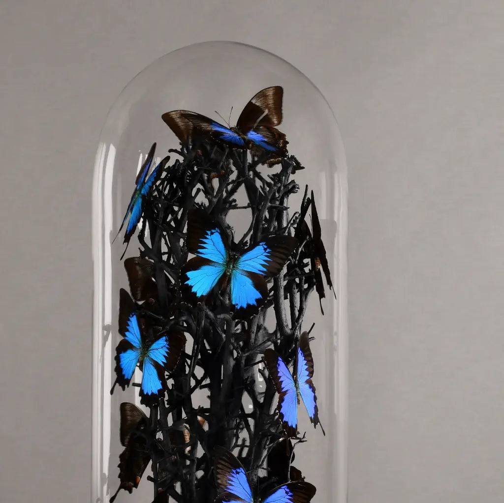 GLOBO  DI VETRO FARFALLE NATURALIA ULISSE BLUE XXL