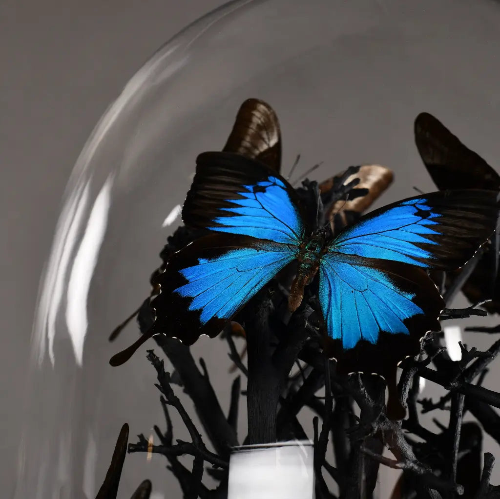 GLOBO  DI VETRO FARFALLE NATURALIA ULISSE BLUE XXL