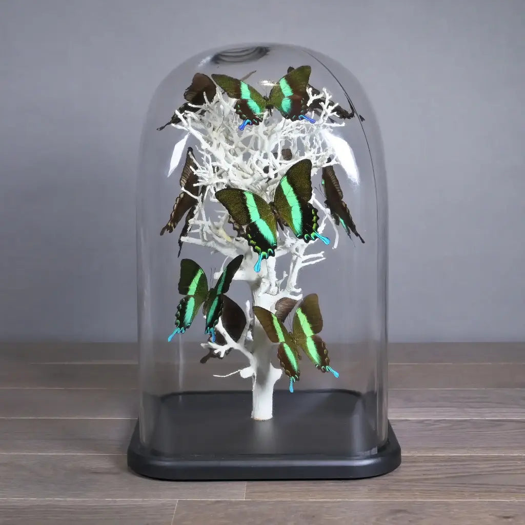 GLOBO DI VETRO QUADRATO CON FARFALLE NATURALIA