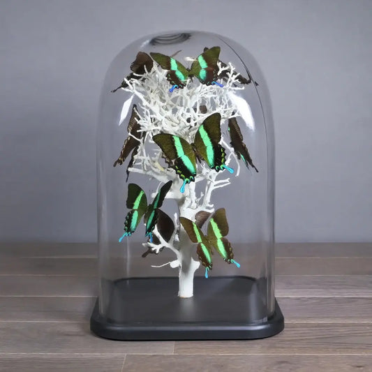 GLOBO DI VETRO QUADRATO CON FARFALLE NATURALIA