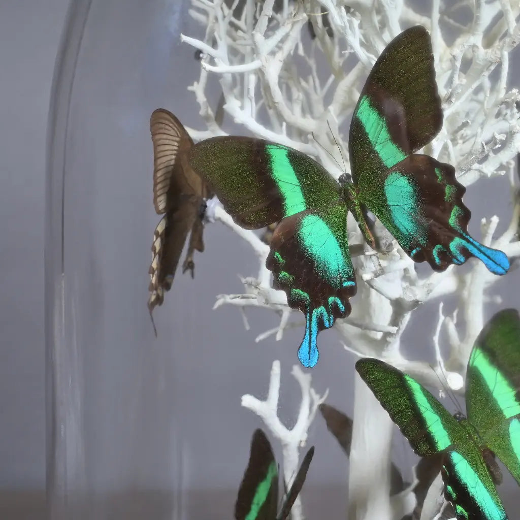 GLOBO DI VETRO QUADRATO CON FARFALLE NATURALIA