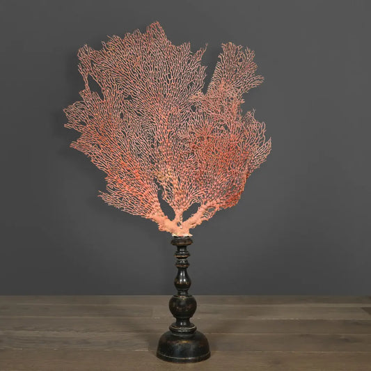 GORGONIA ARANCIONE GRANDE CON SUPPORTO