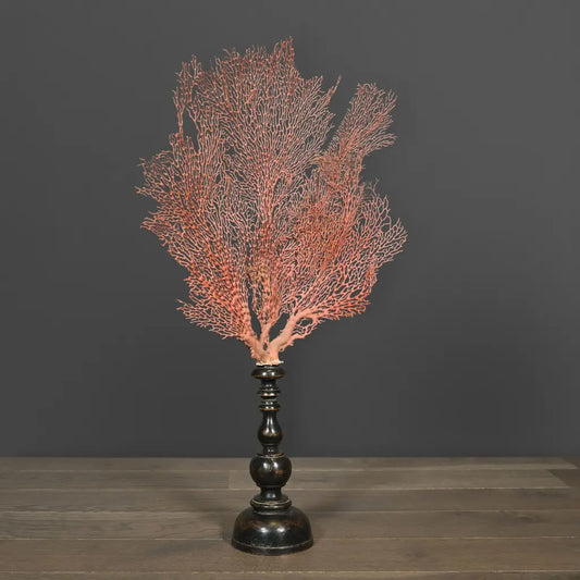 GORGONIA ARANCIONE GRANDE CON SUPPORTO