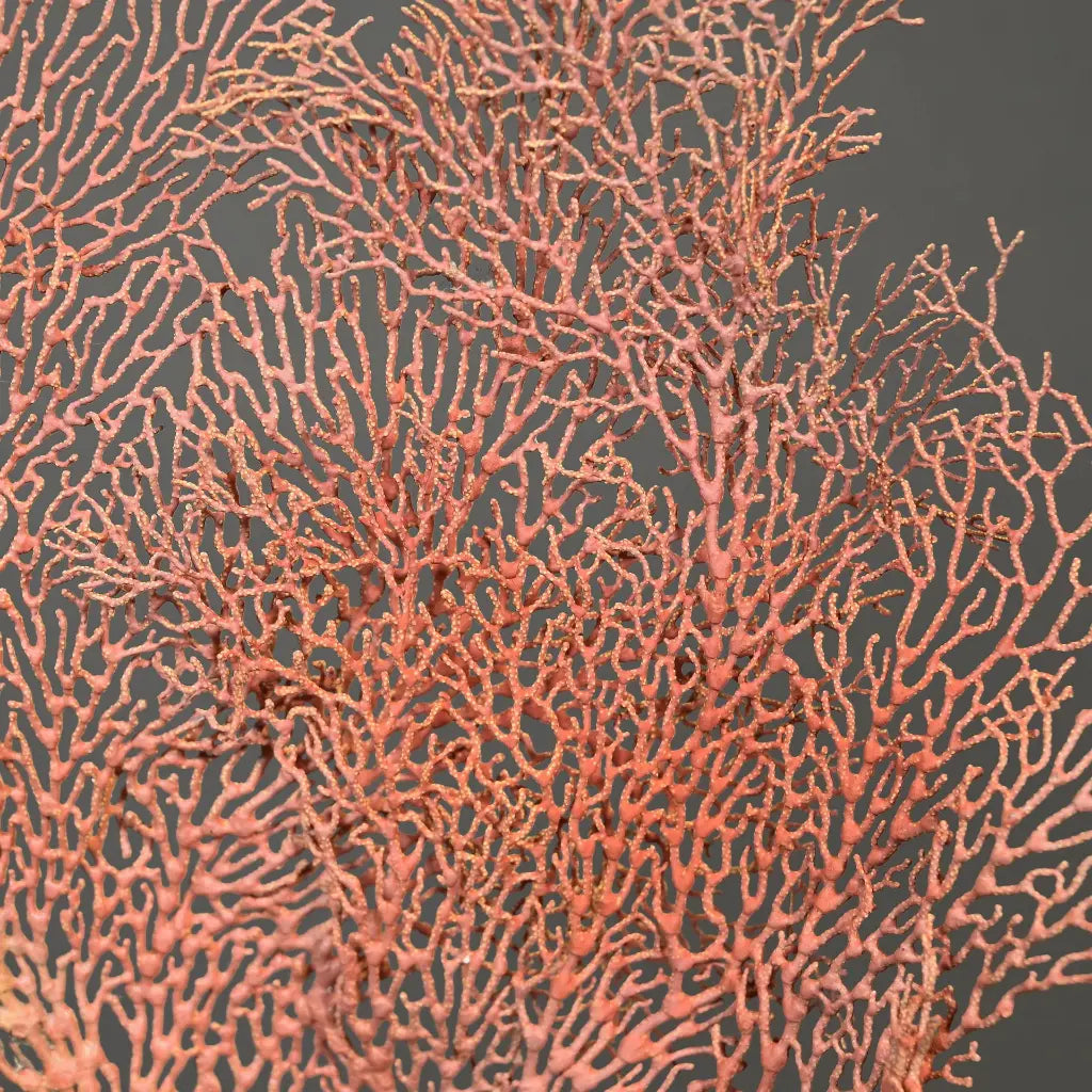 GORGONIA ARANCIONE GRANDE CON SUPPORTO