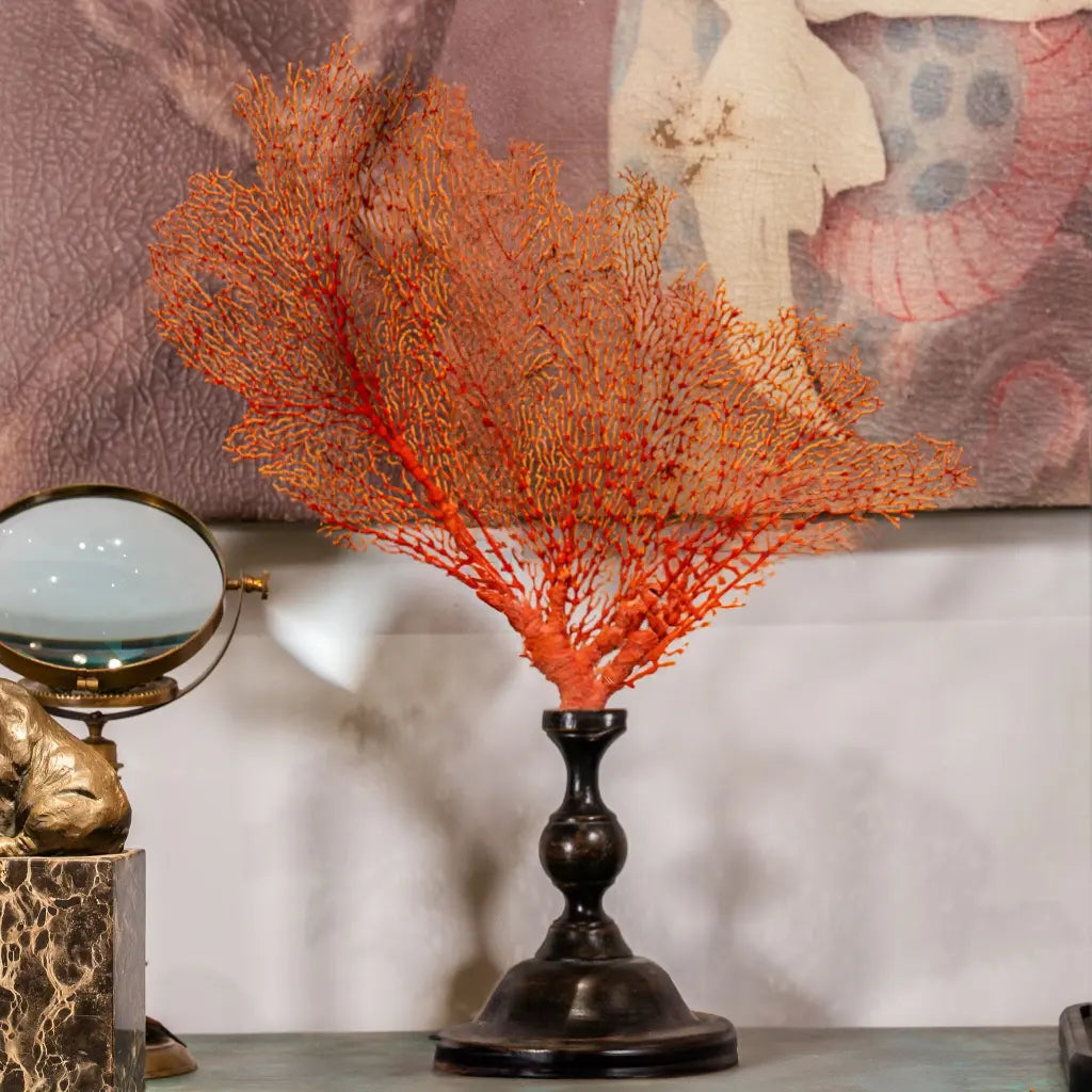GORGONIA ARANCIONE GRANDE CON SUPPORTO