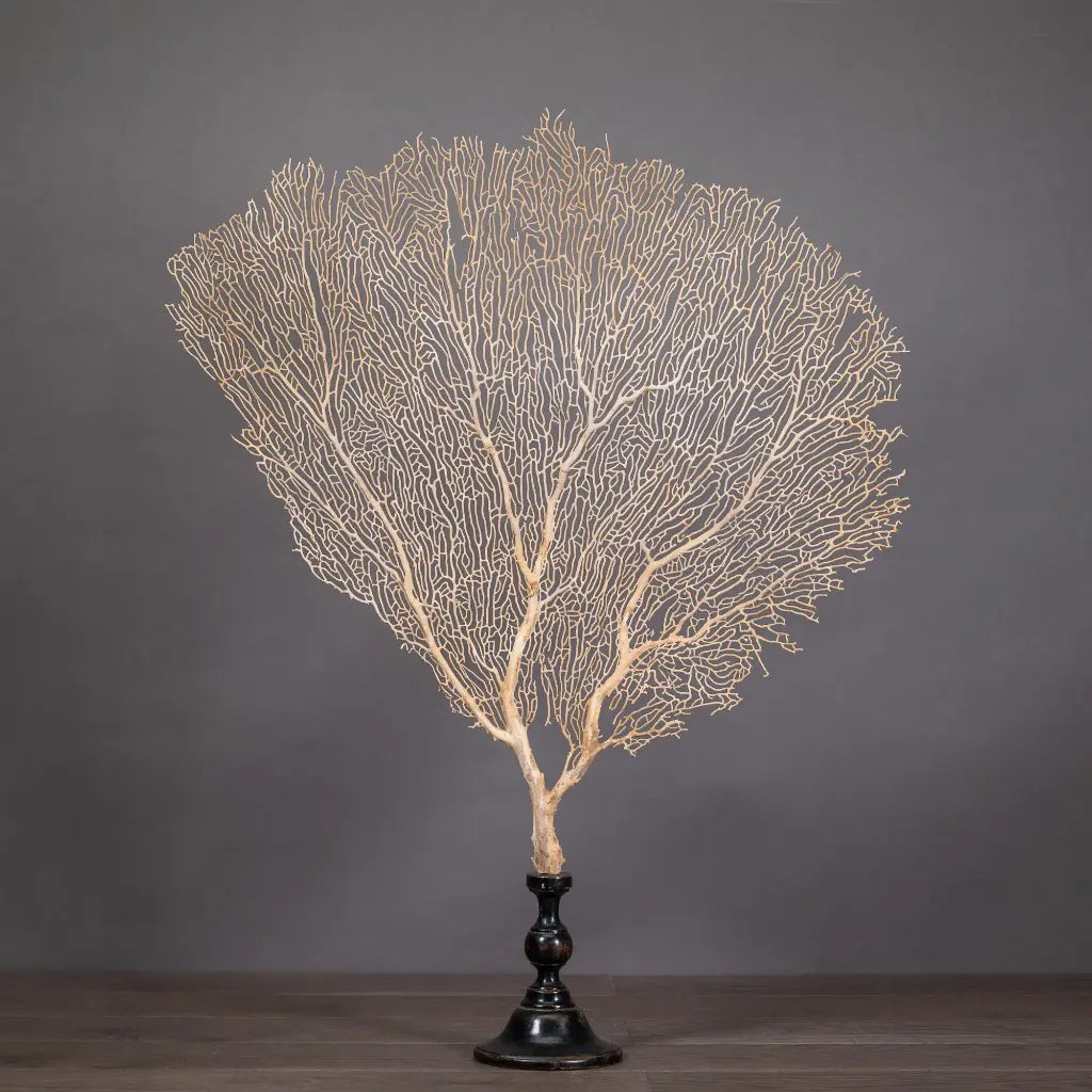 GORGONIA BEGIE CON SUPPORTO