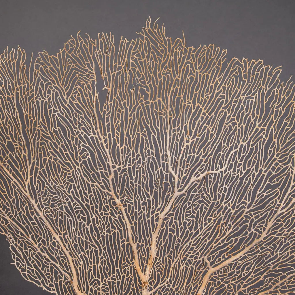 GORGONIA BEGIE CON SUPPORTO