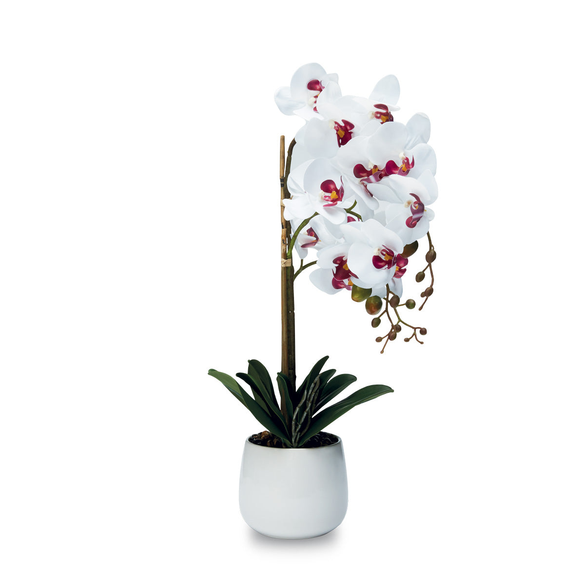 PIANTA ORCHIDEA CUORE FUCSIA 3 RAMI CON VASO