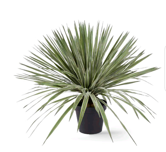 AGAVE SUCCULENTA