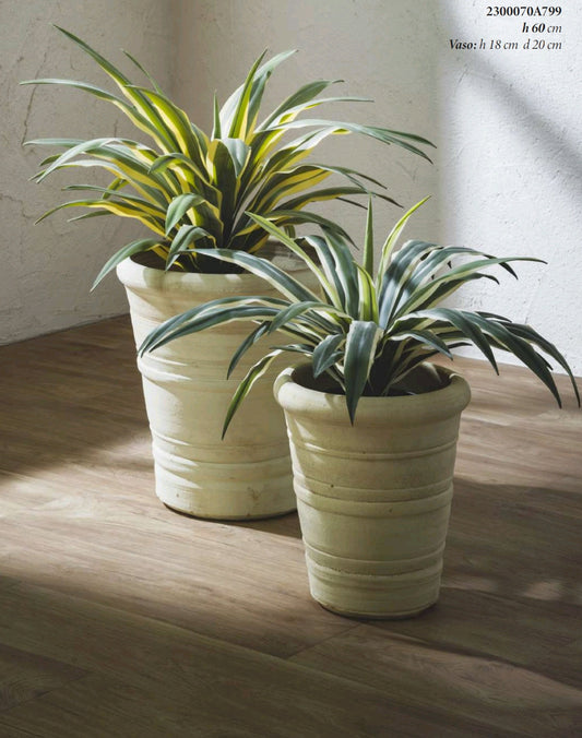 AGAVE SUCCULENTA CON VASO