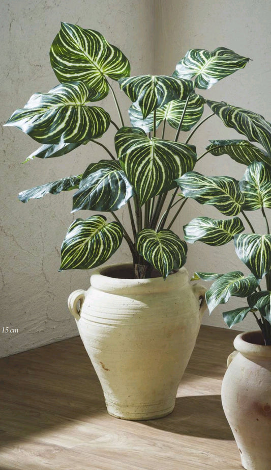 CALATHEA CON VASO