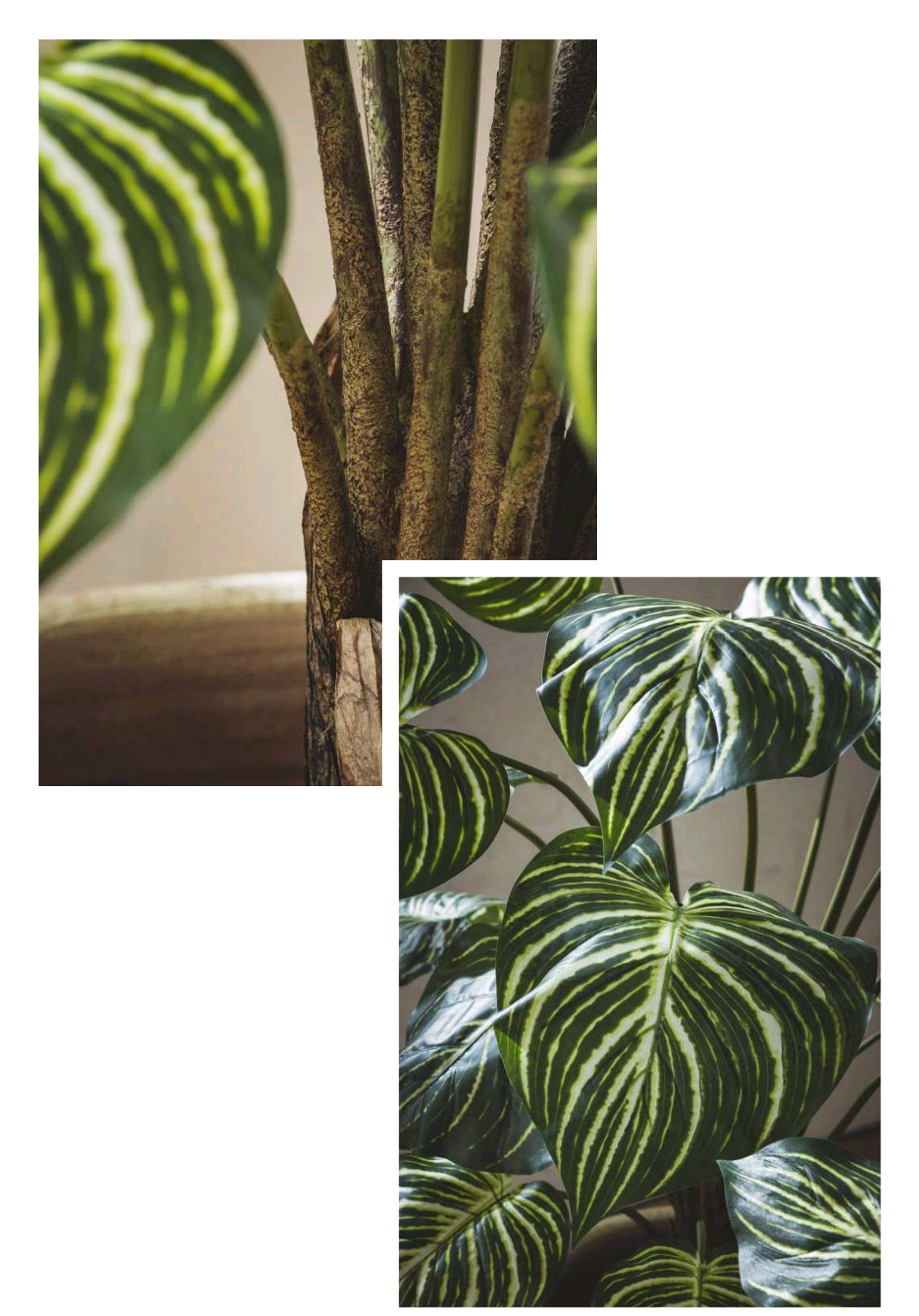 CALATHEA CON VASO