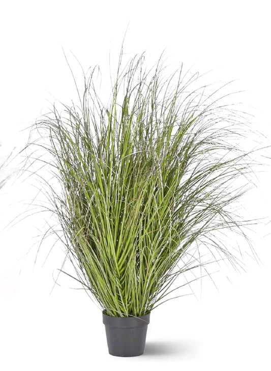 FESTUCA CON VASO PE