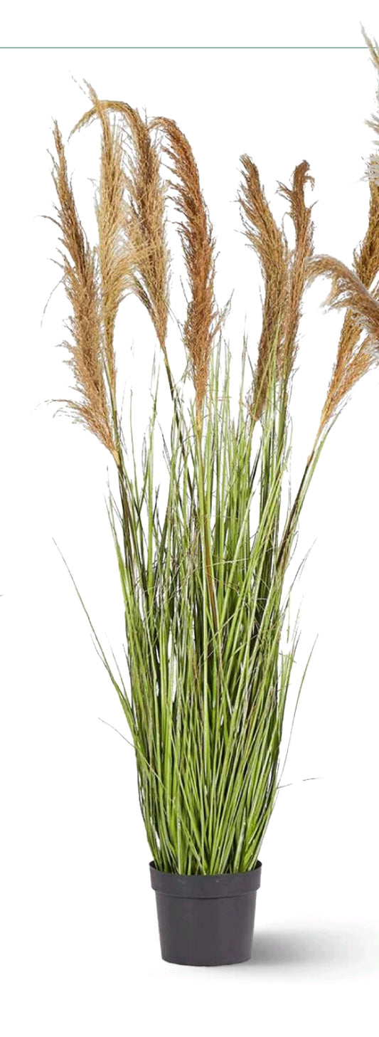 FESTUCA DONAX CON VASO PICCOLA