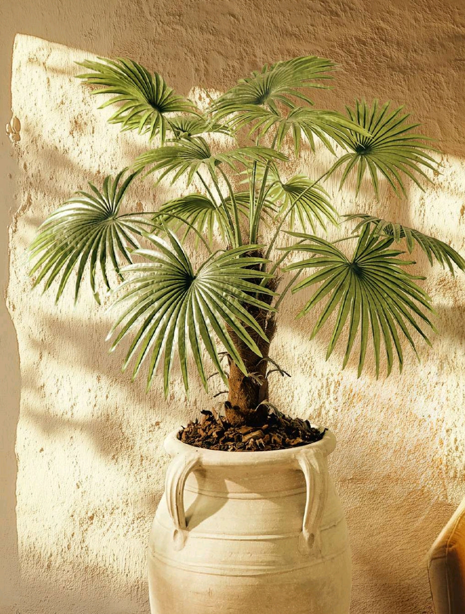PALMA CAMERUS CON VASO PVC