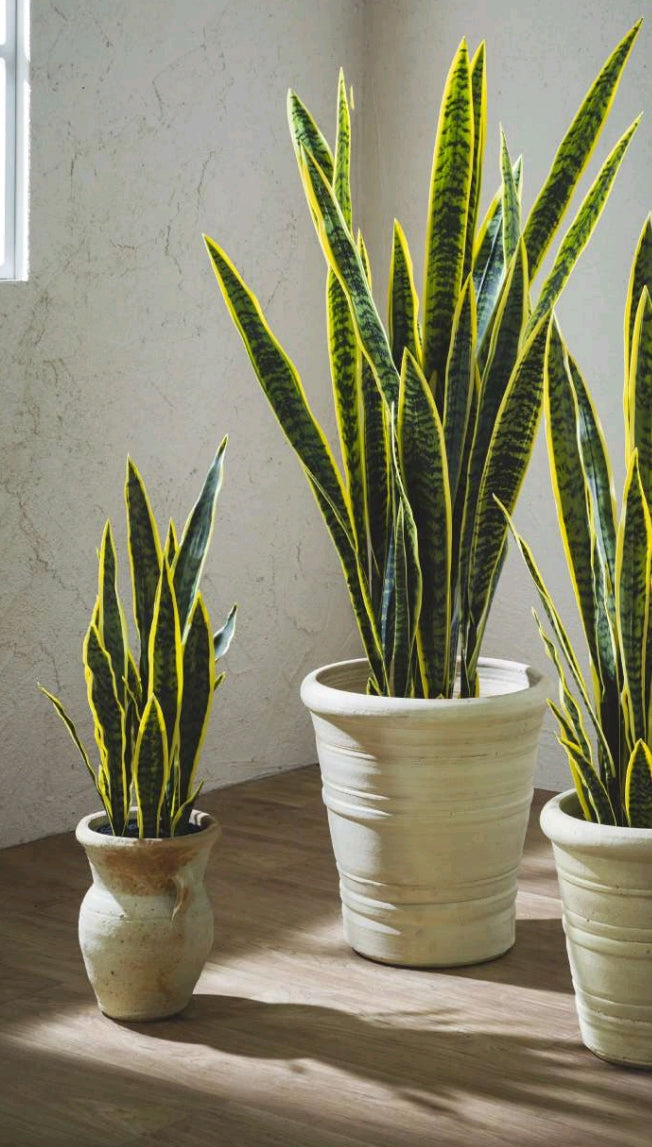 SANSEVERIA WEST CON VASO
