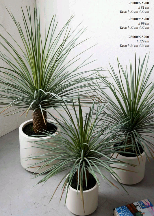 YUCCA CON VASO MEDIA