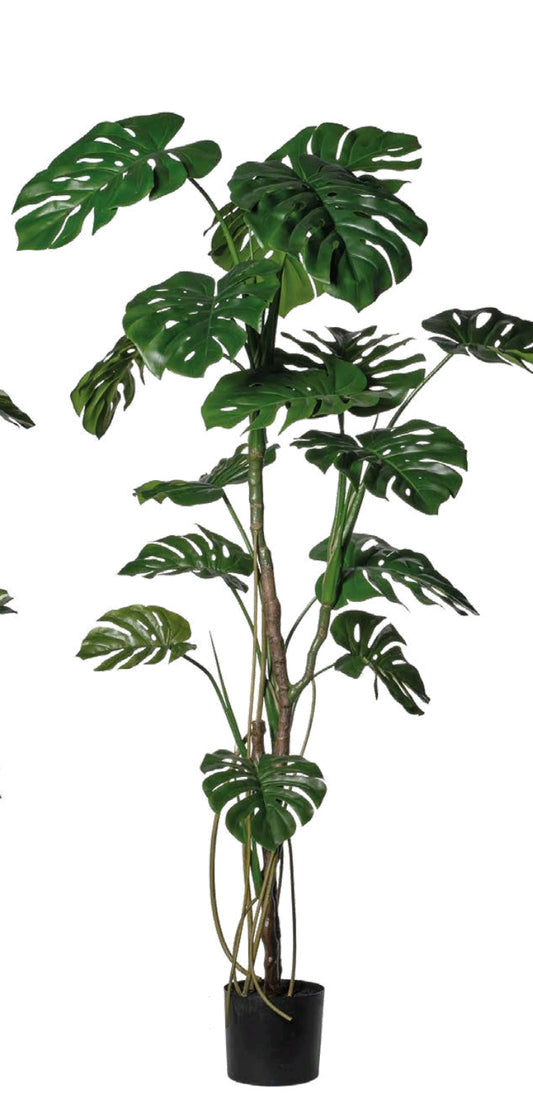 MONSTERA CON VASO