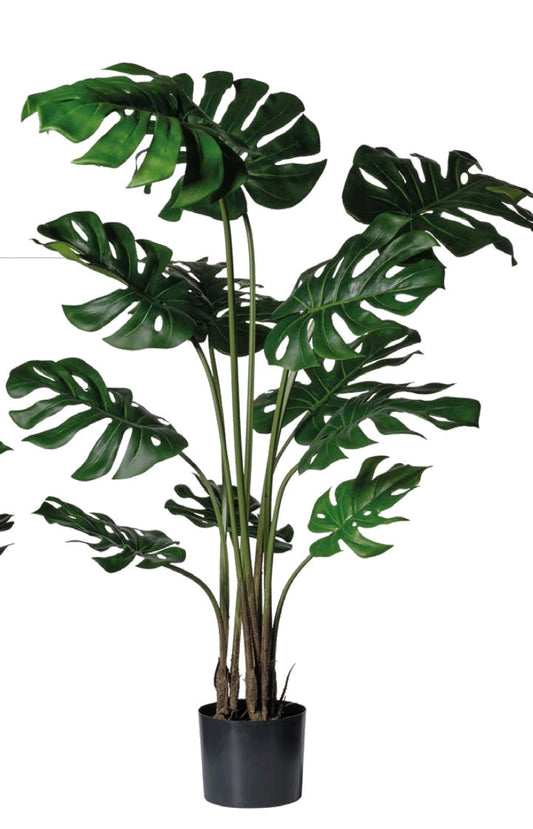 MONSTERA CON VASO