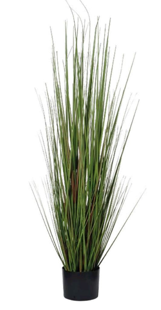 ERBA CIPOLLINA CON VASO