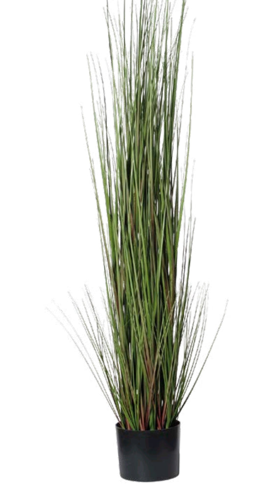 ERBA CIPOLLINA CON VASO
