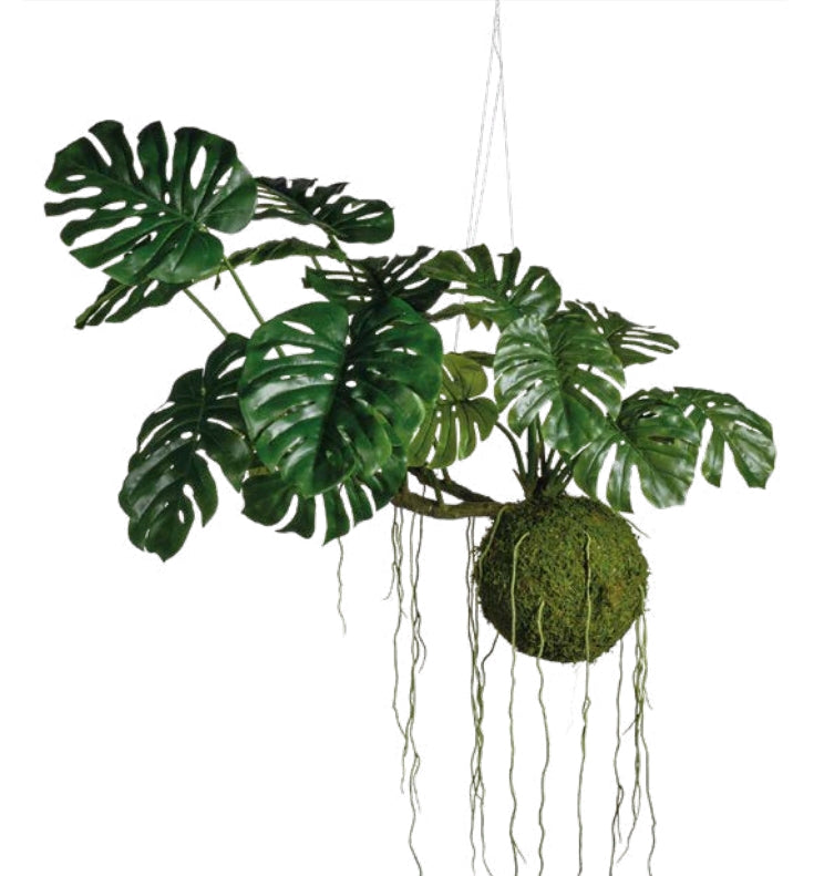 MONSTERA CON ZOLLA