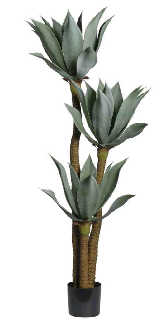 AGAVE X3 CON VASO