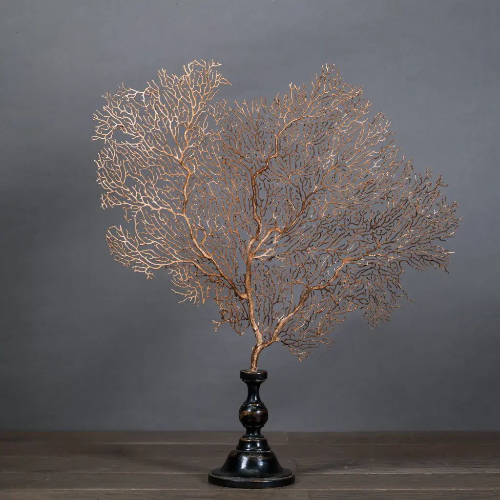 GORGONIA MARRONE CON SUPPORTO