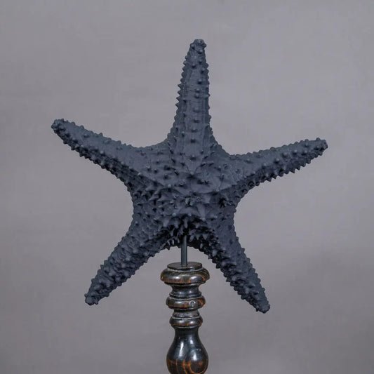 STELLA MARINA XL NERA