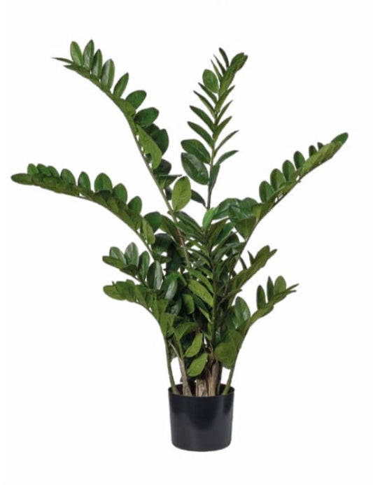 ZAMICULCA ZAMIIFOLIA